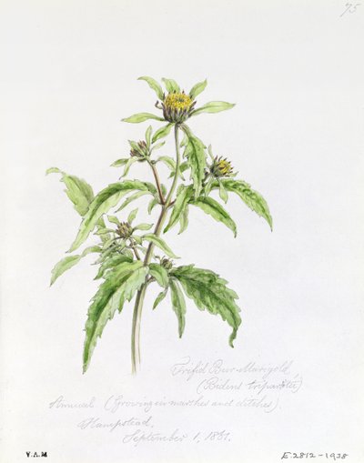 Trifid Burr-Marigold, pintado em Hampstead, 1 de setembro de 1861 de William James Linton