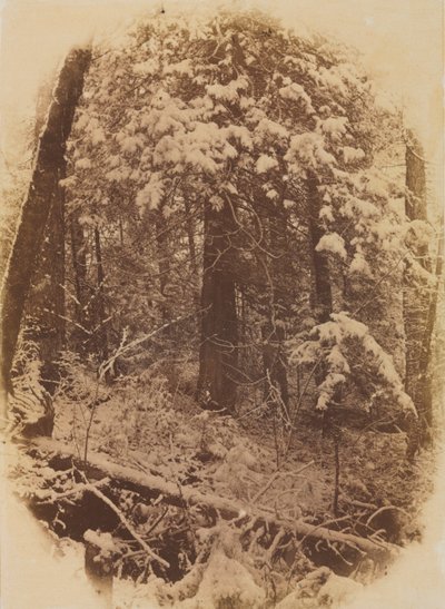 Untitled Woods in Snow, 1859. de William James Stillman