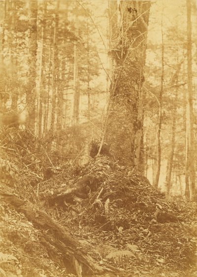 Sem título, da coleção A Floresta: Bosques de Adirondack de William James Stillman