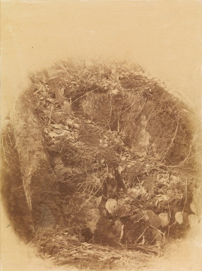 Sem título, da coleção A Floresta: Bosques de Adirondack de William James Stillman