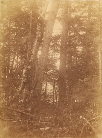 Sem título, da coleção A Floresta: Bosques de Adirondack de William James Stillman