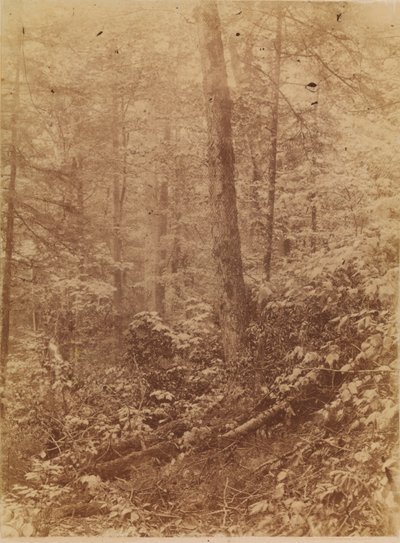 Sem título, da coleção A Floresta: Bosques de Adirondack de William James Stillman