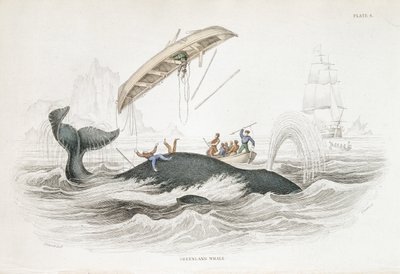 Arpoar uma baleia da Gronelândia que atirou um dos barcos atacantes. De William Jardine The Naturlist