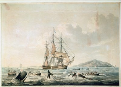 South Sea Whale Fishery, gravura de T. Sutherland de William John (after) Huggins