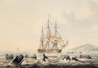 Baleeira nos Mares do Sul, gravura de William John Huggins (1781-1845), 44x57 cm de William John Huggins