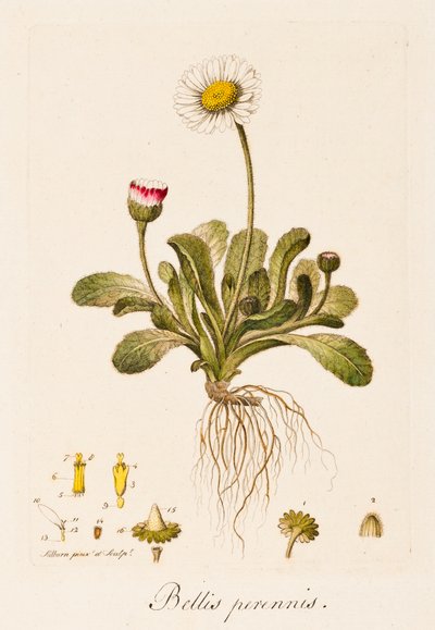 Guerras sem fim, Daisy, c1770-1790 de William Kilburn