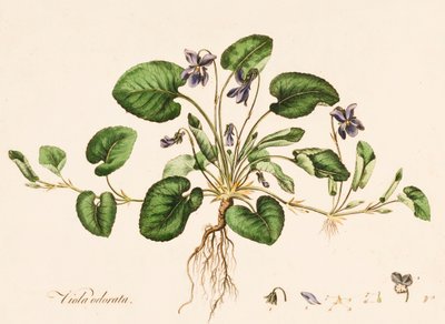 Viola odorata, Sweet Violet, c1770-1790. de William Kilburn