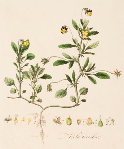 Viola tricolor, Wild Pansy, c1770-1790. de William Kilburn