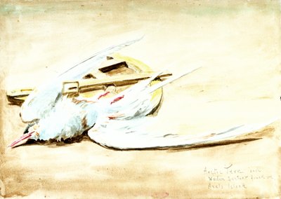 Andorinha-do-mar do Ártico e um sextante de madeira encontrado na ilha de Axel, Spitsbergen, século XX (aguarela) de William Lionel Wyllie