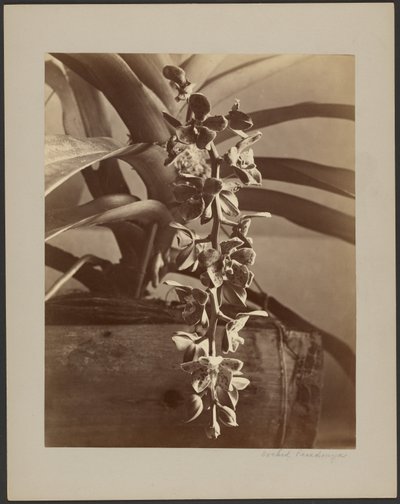 Orquídeas, Ceilão de William Louis Henry Skeen