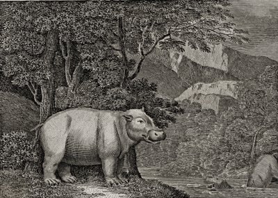 O Hipopótamo do Cabo da Boa Esperança, publicado em &39;Uma Visão Geral do Mundo&39;, 1807 de William Marshall Craig