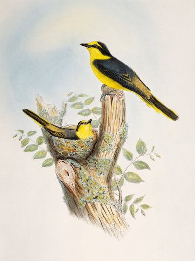 Minivet (Pericrocotus cantonensis), litografia de Pássaros da Ásia de William Matthew Hart