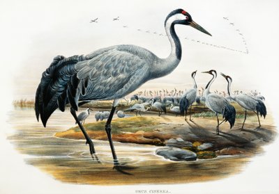 Grou comum (Grus cinerea), litografia de Birds of Great Britain de William Matthew Hart