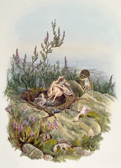 Cuco comum, de John Gould (1804-1881), litografia de William Matthew Hart (1830-1908), Reino Unido de William Matthew Hart