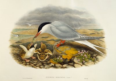 Garajau comum (Sterna hirundo), litografia de Birds of Great Britain de William Matthew Hart