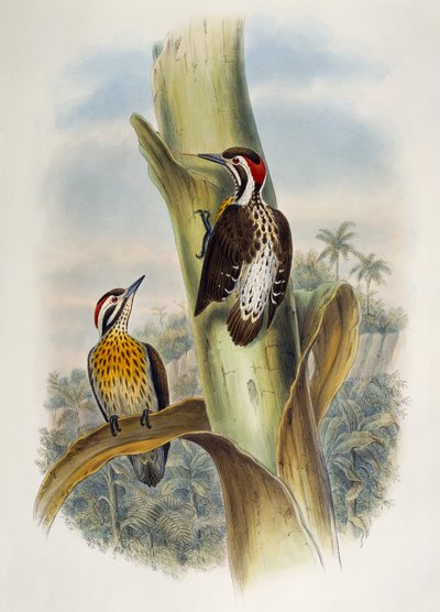 Pica-pau-pigmeu filipino (Dendrocopos maculatus), litografia de Birds of Asia de William Matthew Hart