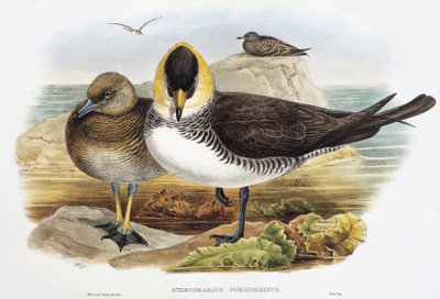 Pomarine Jaeger (Stercorarius pomarinus), litografia de Birds of Great Britain de William Matthew Hart