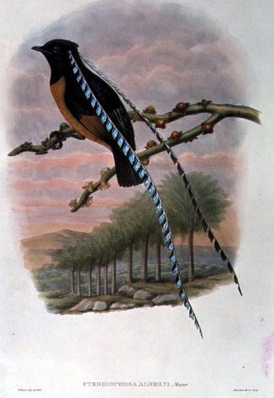 Pteridophora Alberti, Rei da Saxônia Pássaro do Paraíso (cor litho) de William Matthew Hart