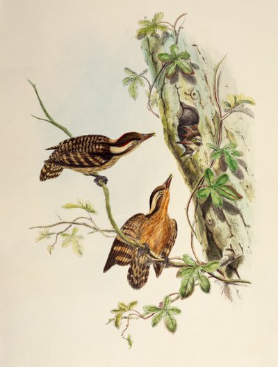 Pica-pau Sunda (Dendrocopos moluccensis), litografia de Aves da Ásia de William Matthew Hart