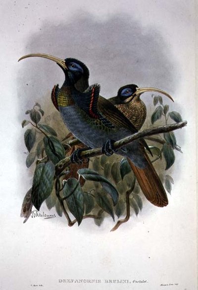 White Sickle-billed Bird of Paradise (cor litho) de William Matthew Hart
