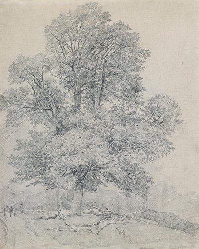 Um olmo-da-montanha em Hawley, Hampshire de William Mulready