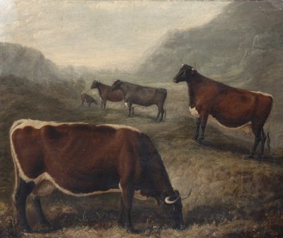 Cinco Glamorgan Cattle de William Shiels