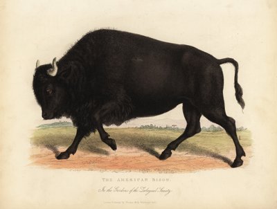 Bisonte americano ou búfalo, bisonte búfalo. de William Smellie