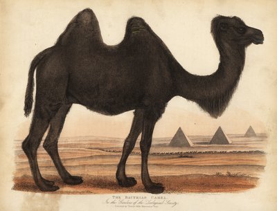 Camelo bactriano, Camelus bactriano. de William Smellie