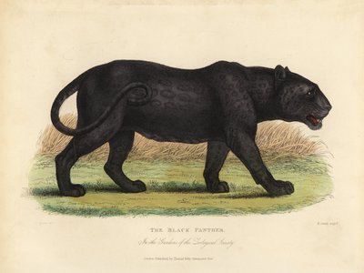 Pantera negra, Panthera pardus ou Panthera onca. de William Smellie
