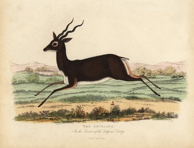Antílope indiano ou Blackbuck, Antilope cervicapra. de William Smellie