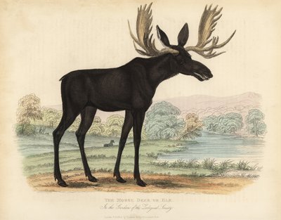 Alce ou alce, Alces alces. de William Smellie