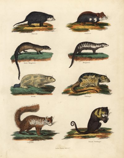 Espécies de roedores. de William Smellie