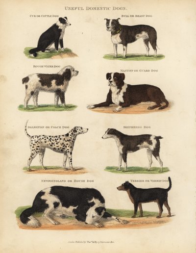 Cães Domésticos Úteis, Canis lupus familiaris. de William Smellie