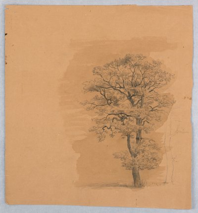 Estudo da folhagem de William Stanley Haseltine