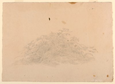 Estudo da folhagem de William Stanley Haseltine