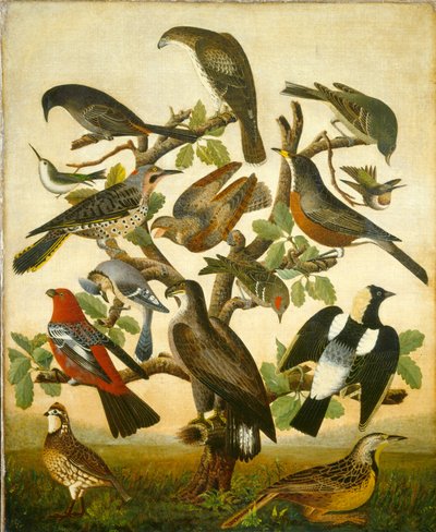 Aves, c.1840 (óleo sobre tela) de William Stephen Coleman
