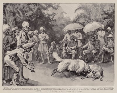 Esporte nativo na Índia, um Ram Fight in Bengal de William T. Maud