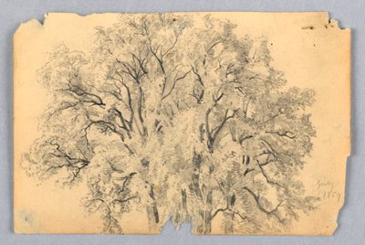 Estudo do olmo de William Trost Richards
