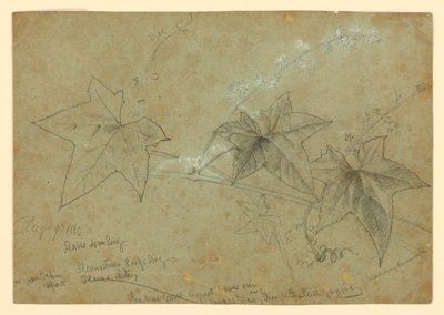 Estudo da folhagem de William Trost Richards
