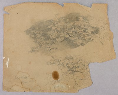 Estudo da folhagem de William Trost Richards