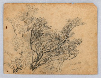 Estudo da folhagem de William Trost Richards