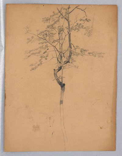 Estudo da folhagem de William Trost Richards