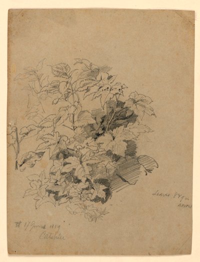 Estudo da folhagem de William Trost Richards