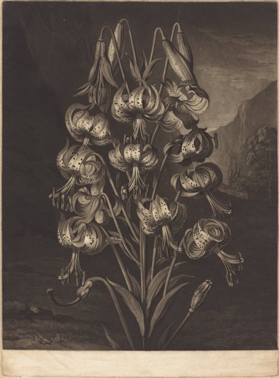 O soberbo lírio de William Ward after Philip Reinagle