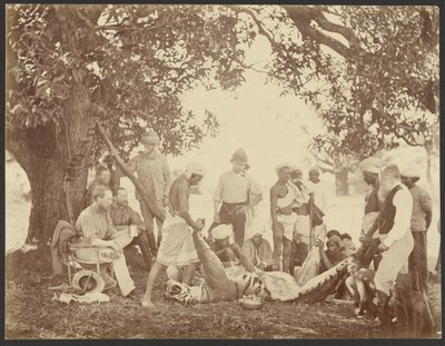 [Carcaça de tigre]. de Willoughby Wallace Hooper