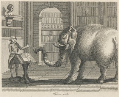 O Elefante e o Livreiro de Wilson