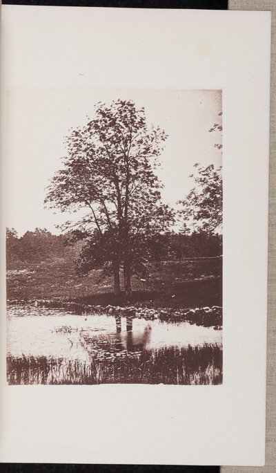 Freixos nas margens do Turtle Pond, em Beverly de Wilson Flagg
