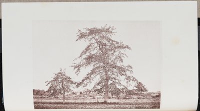 Árvores de tupelo num campo perto do "Outlet" na antiga estrada Essex em Beverly de Wilson Flagg