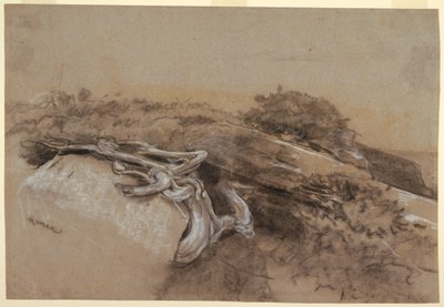Desenho, Estudo de raízes de árvores, Prout