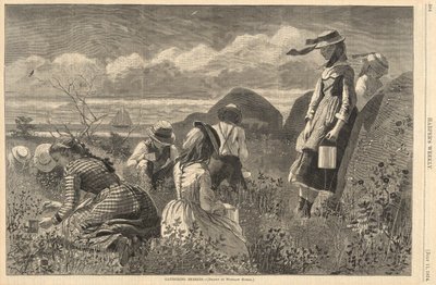 Colhendo Bagas, de Harper de Winslow Homer